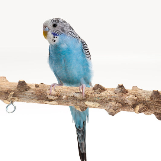 Bird Wooden Playground