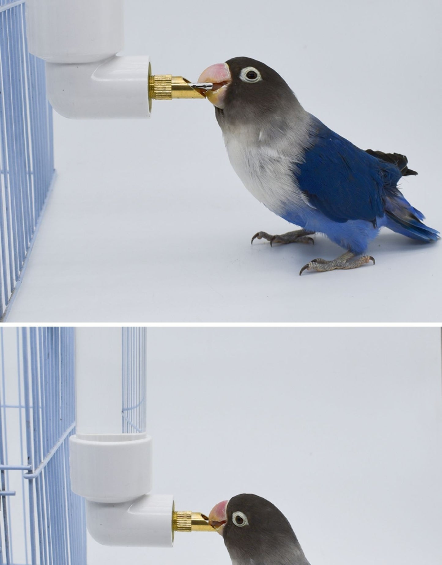 Bird Water Bottle