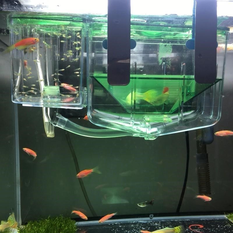 Fish Isolation Box