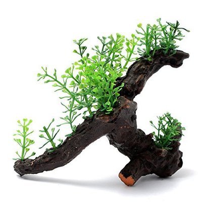 Aquarium Wood Plant